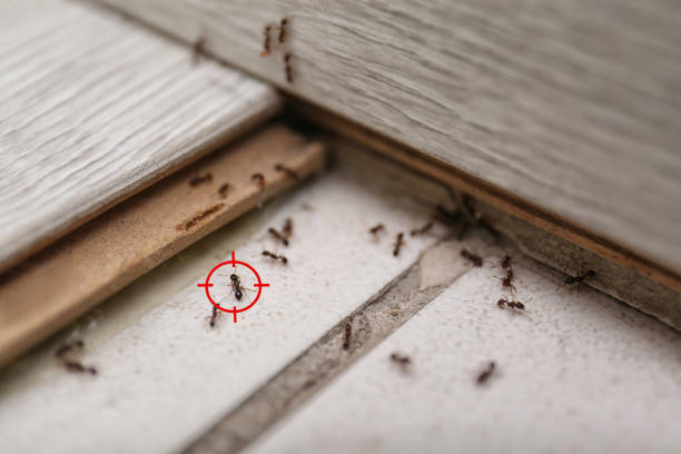 Best Exterminator Services  in Pomeroy, OH